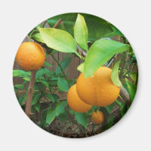 Arbre orange aimant pour réfrigérateur