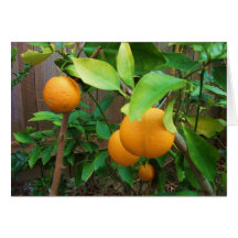 Arbre orange carte de vœux