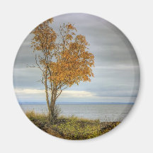 Arbre par le lac aimants