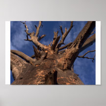 Arbre Posters