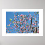 Arbre pourpre d'orchidée contre le ciel bleu lumin poster