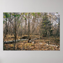 Arbres Affiche