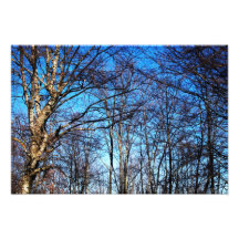 arbres photos d’art
