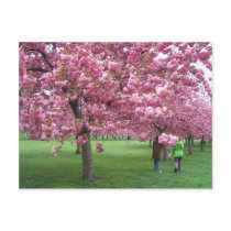 Arbres de fleurs de cerisier cartes postales