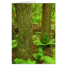 Arbres de gomme noire de peuplement vieux carte de vœux