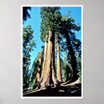 Arbres géants - réserve forestière de séquoia poster