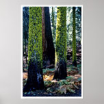 Arbres géants - réserve forestière de séquoia posters
