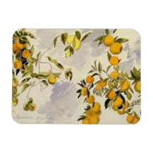 Arbres oranges, 1863 (la semaine, graphite fini à  magnet en vinyle