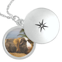 Argent de collier de cobaye en livres sterling