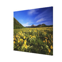 Arrowleaf balsomroot behandelt praire met canvas afdruk