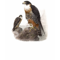 Art 14 d'oiseau