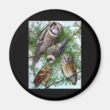 Art de hibou aimants