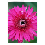 Assez dans le rose cartes