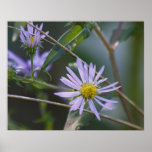 Asters Posters