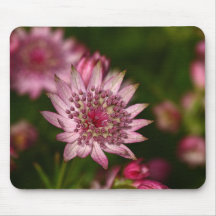 Astrantia rose tapis de souris