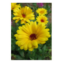 ATC de Calendulas Cartes De Visite Personnelles