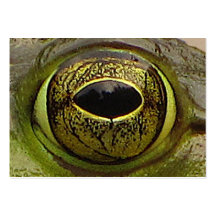 ATC d'oeil de grenouille Modèle De Carte De Visite
