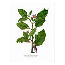Aubergine Cartes Postales
