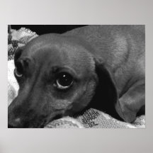 Audrey : Chien de teckel Posters