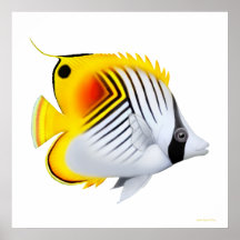 Auriga het Poster van Threadfin Butterflyfish
