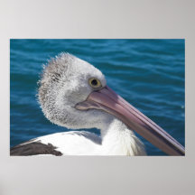 Australische Pelikaan Print