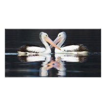 Australische Pelikanen Pelecanus Conspicillatus Fotokaarten
