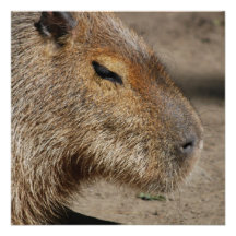 Australische Uitnodigingen Capybara
