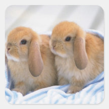 Autocollant 14 de lapin