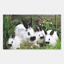 Autocollant 8 de lapin