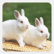 Autocollant 9 de lapin