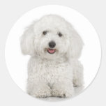 Autocollant de Bichon Frise