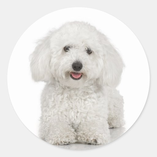 Autocollant de Bichon Frise