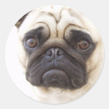 Autocollant de chien de carlin
