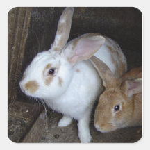 Autocollant de lapins