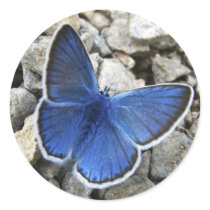 Autocollant de papillon
