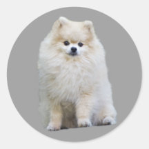 Autocollant de Pomeranian
