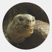 autocollant de tortue