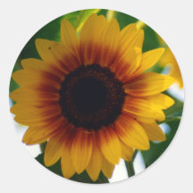 Autocollant de tournesol