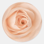 Autocollant rose de pêche