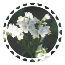 Autocollants blancs d'échelle de Jacobs