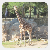 Autocollants de girafe