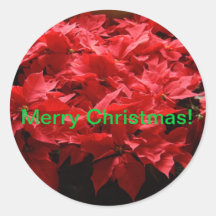 Autocollants de poinsettia
