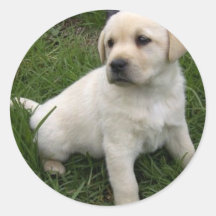 Autocollants jaunes de chiot de Labrador