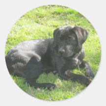 Autocollants noirs de chiot de Labrador