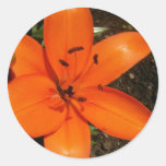 Autocollants oranges de lis