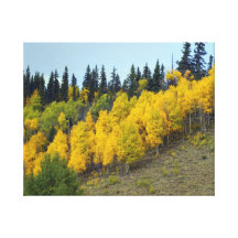 Automne d'Aspen Impression Sur Toile