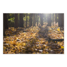 Automne Sun d'après-midi Photographies