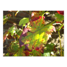 autumn colours photographes