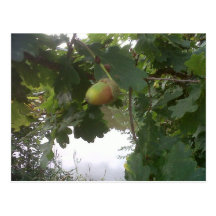 Autumn fruits cartes postales