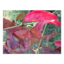 autumn splendour photos